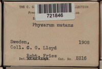 Physarum nutans image